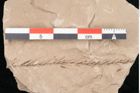 Foto (Detailansicht) von Taxodium distichum miocenicum Heer (NHMW-GEO-2024-0188-6416)